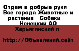 Отдам в добрые руки  - Все города Животные и растения » Собаки   . Ненецкий АО,Харьягинский п.